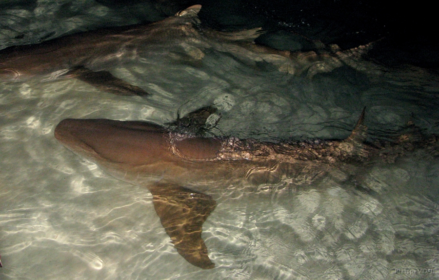 IMG_7364rc_Maldives_Madoogali_Requin nourisse fauve-Nebrius ferrugineus.jpg